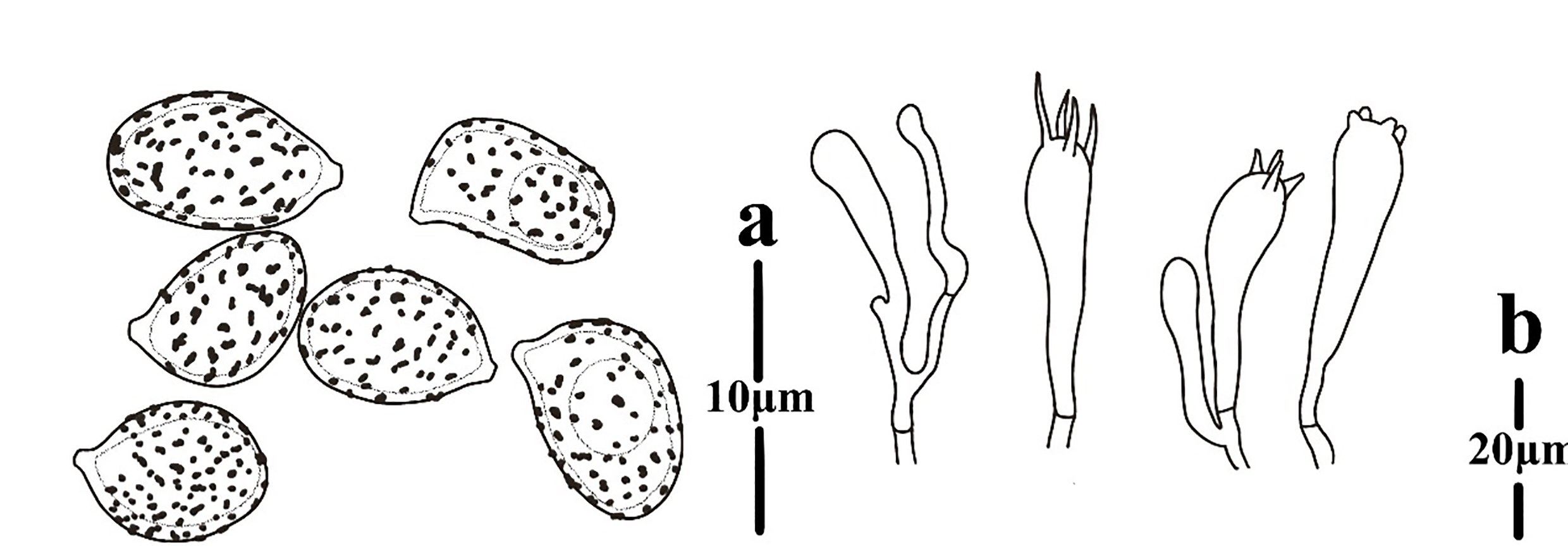 Figure 50